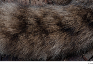 Wildcat Felis silvestris tail 0004.jpg